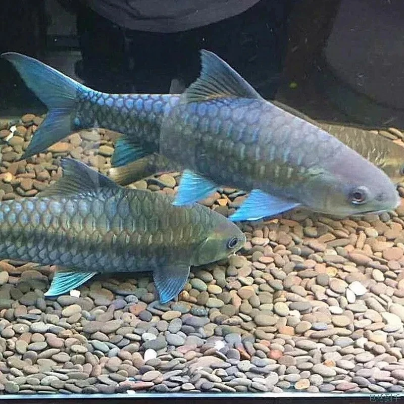 【省内运费】蓝吉罗鱼运费补差价