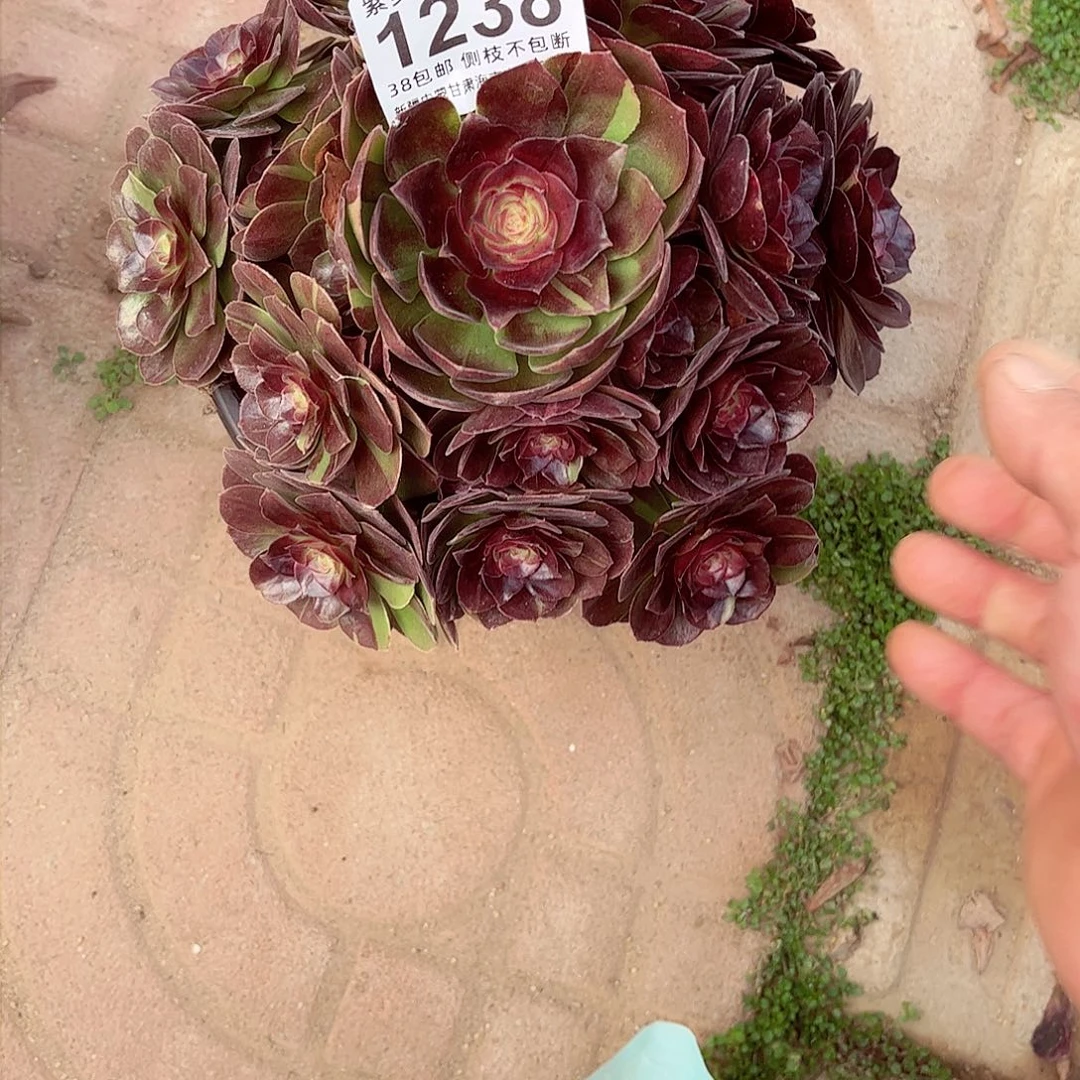 雨**虹1棚法师00000001238