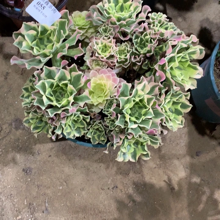 055雨花石多肉植物特价不售后