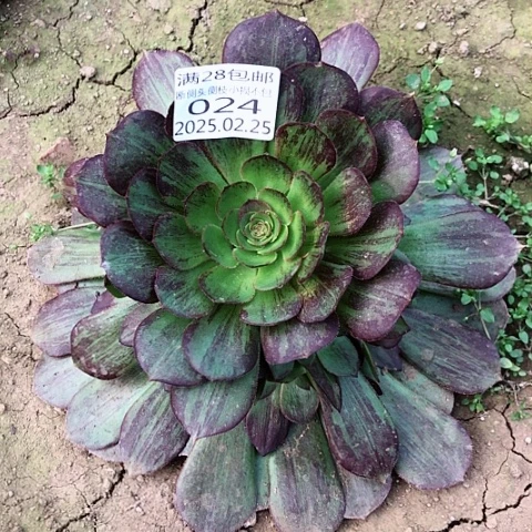 2.25/-24黑玫瑰骑士多肉植物