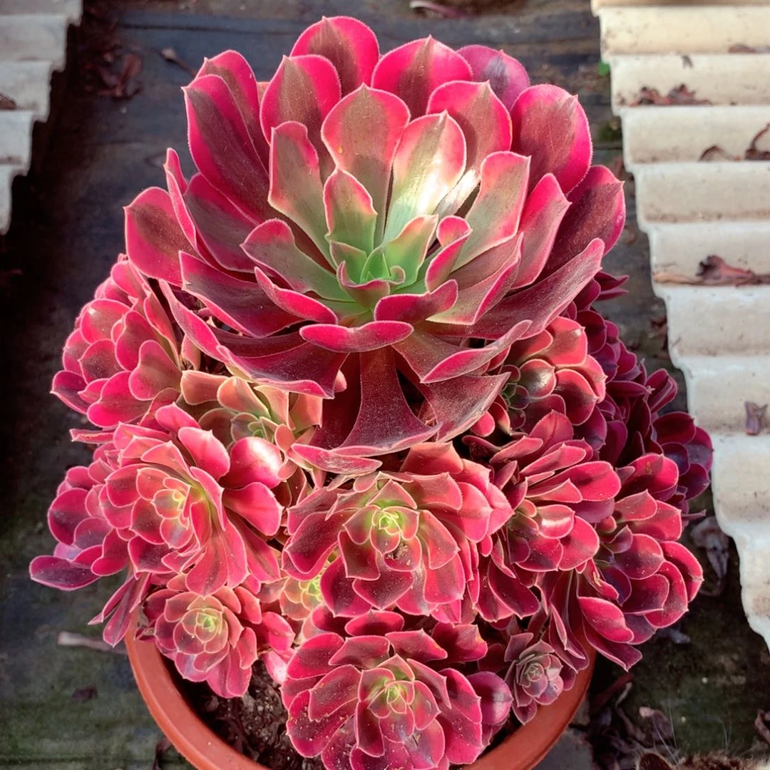 美杜莎，多肉植物的