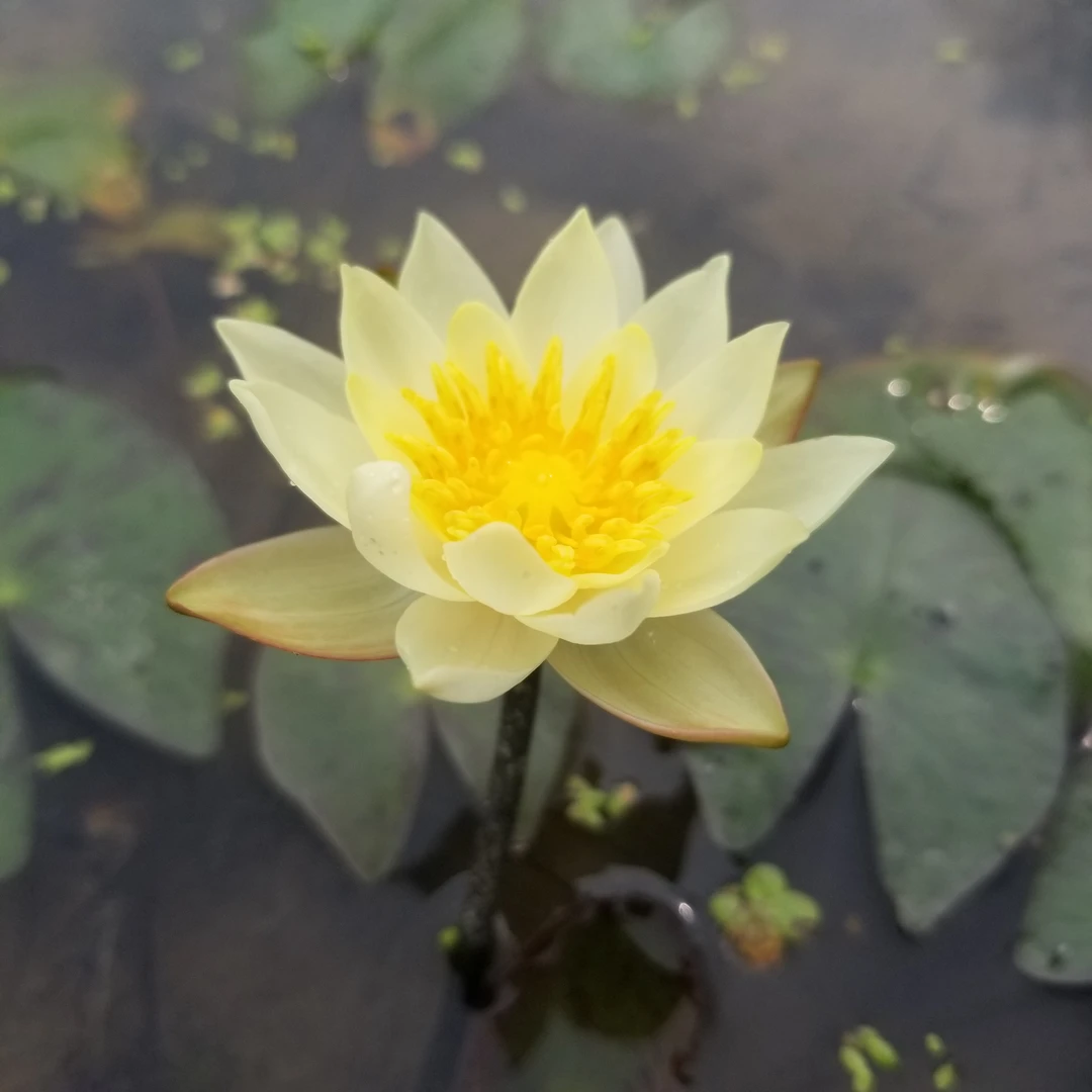 睡莲水生植物小海睡莲海尔芙拉小型微型品种水生花卉