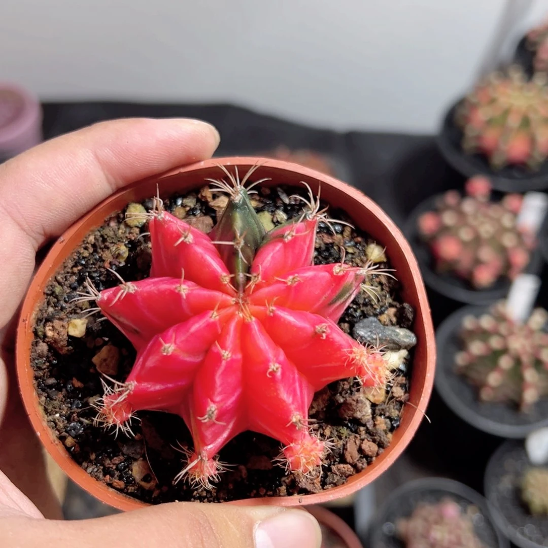 大米哈——脱土发货