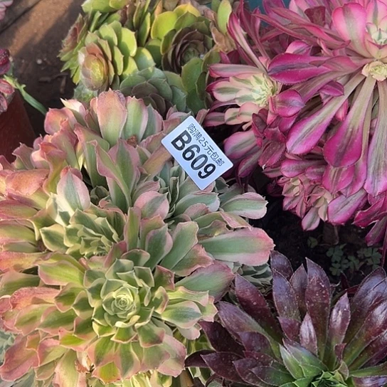 跑*多肉植物四个