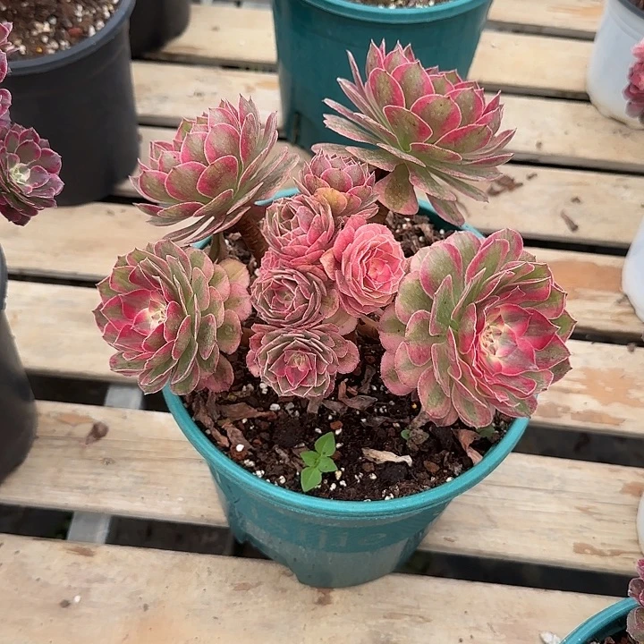 法师多肉植物小花