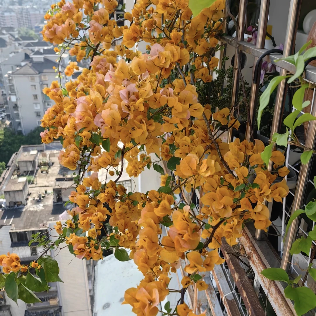 【加州黄金】四季开花爬藤三角梅绿植盆栽基地基地直发黄色成活养护