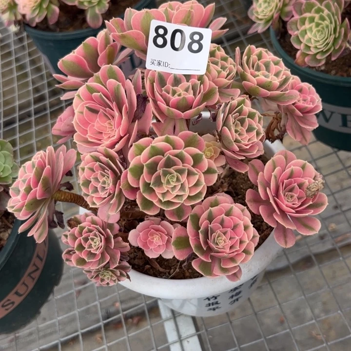 808女巫20厘米左右