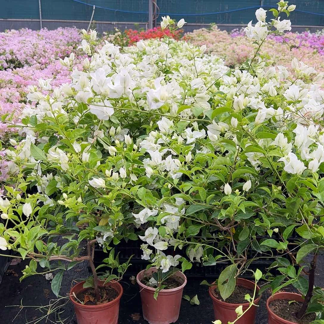 大部分花苞少量开放白雪公主掌中宝一颗