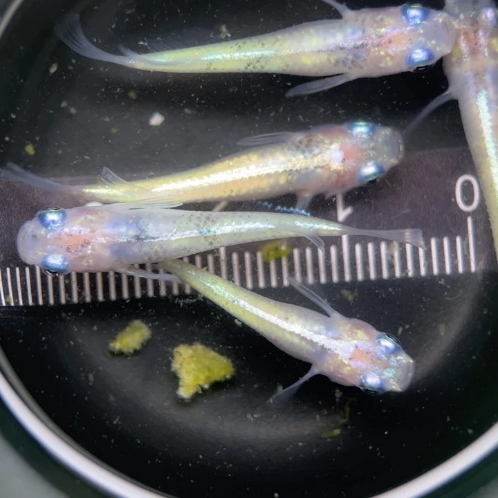 海水鱼阿玲青鳉29号