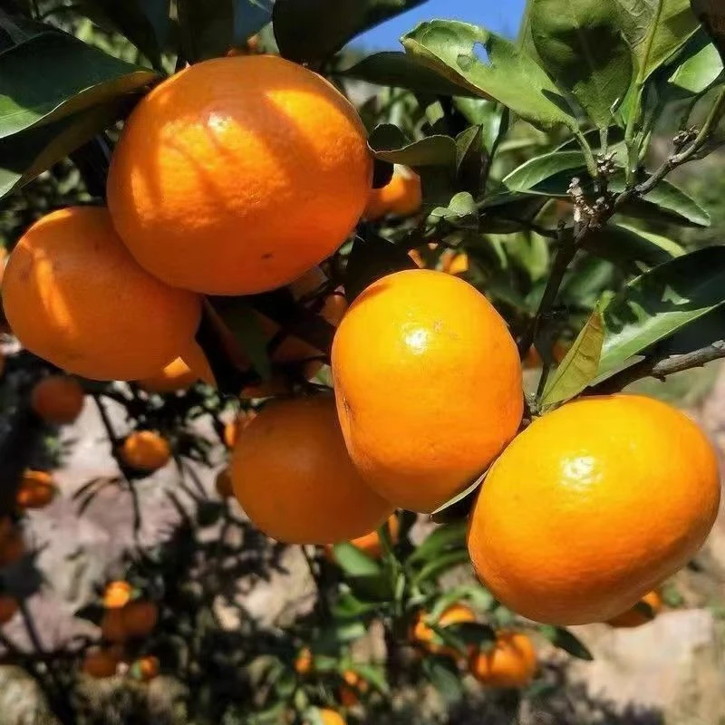 橘子树苗盆栽地种嫁接砂糖蜜桔南北方种植黄岩蜜桔涌泉蜜橘果树苗