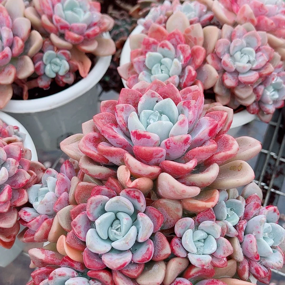 花斑露多头群生老桩特价