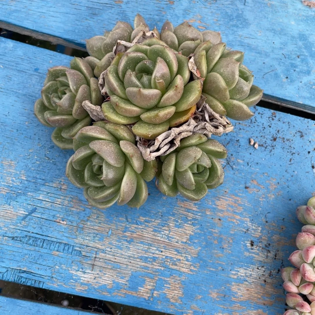 豆总多肉白玫瑰群