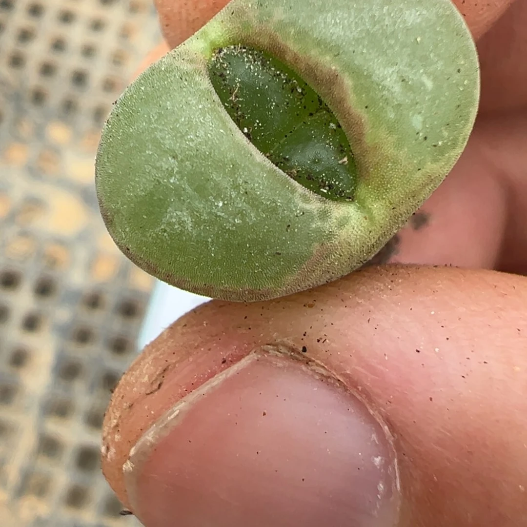 20-37肉锥多肉植物，