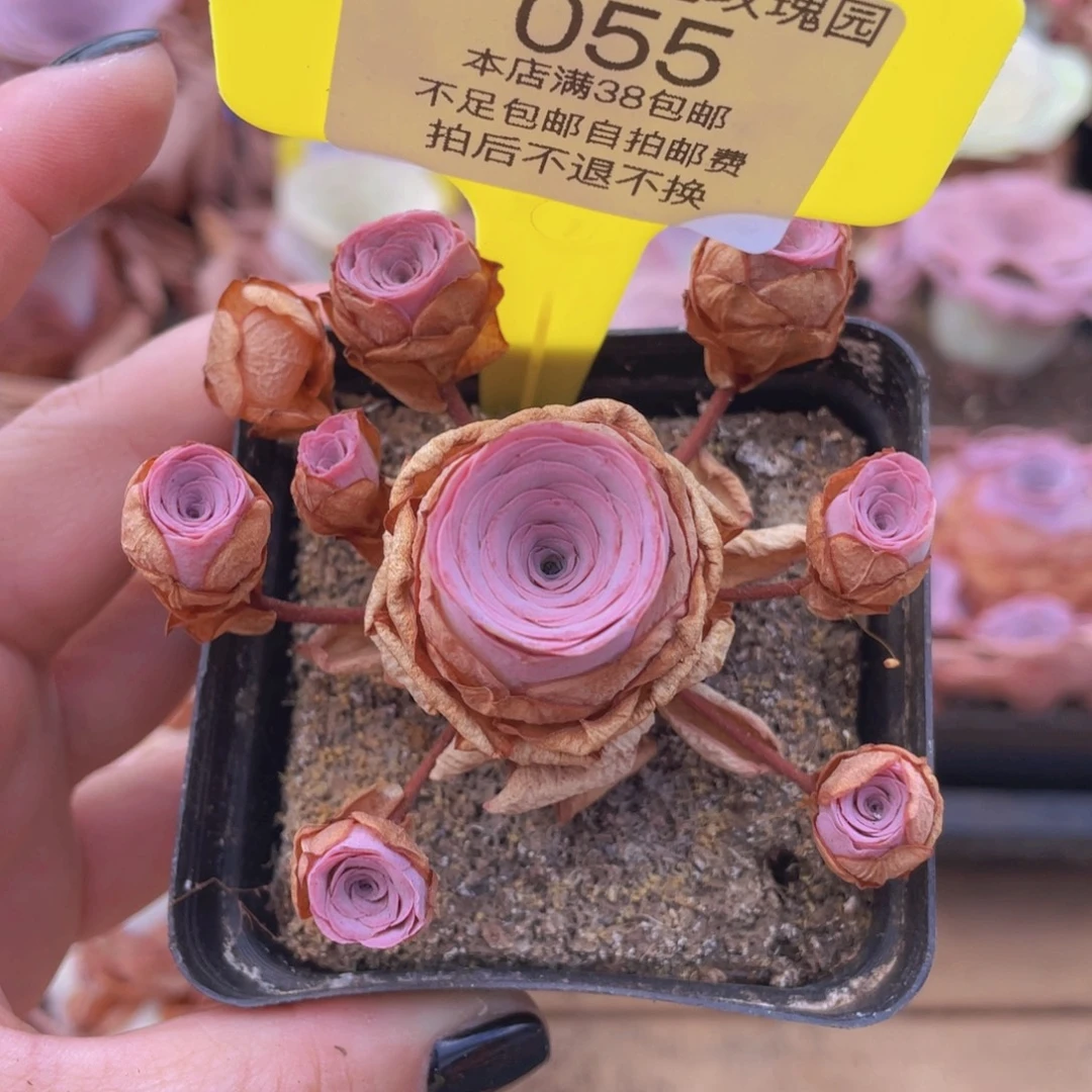 山地玫瑰055满38包邮偏远地区除外裸根发货