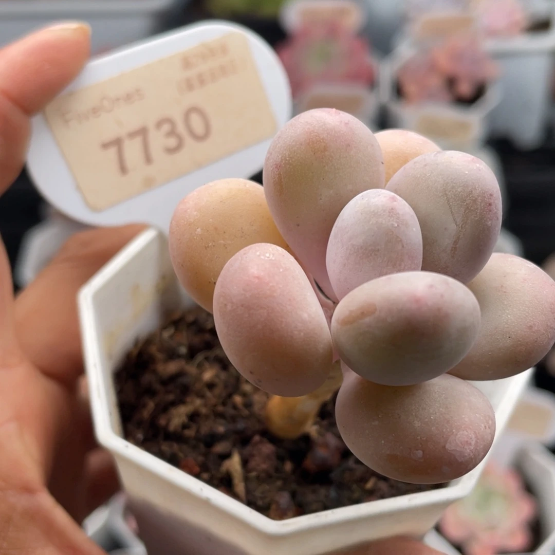 蛋黄奶酪7730-4.0厘米