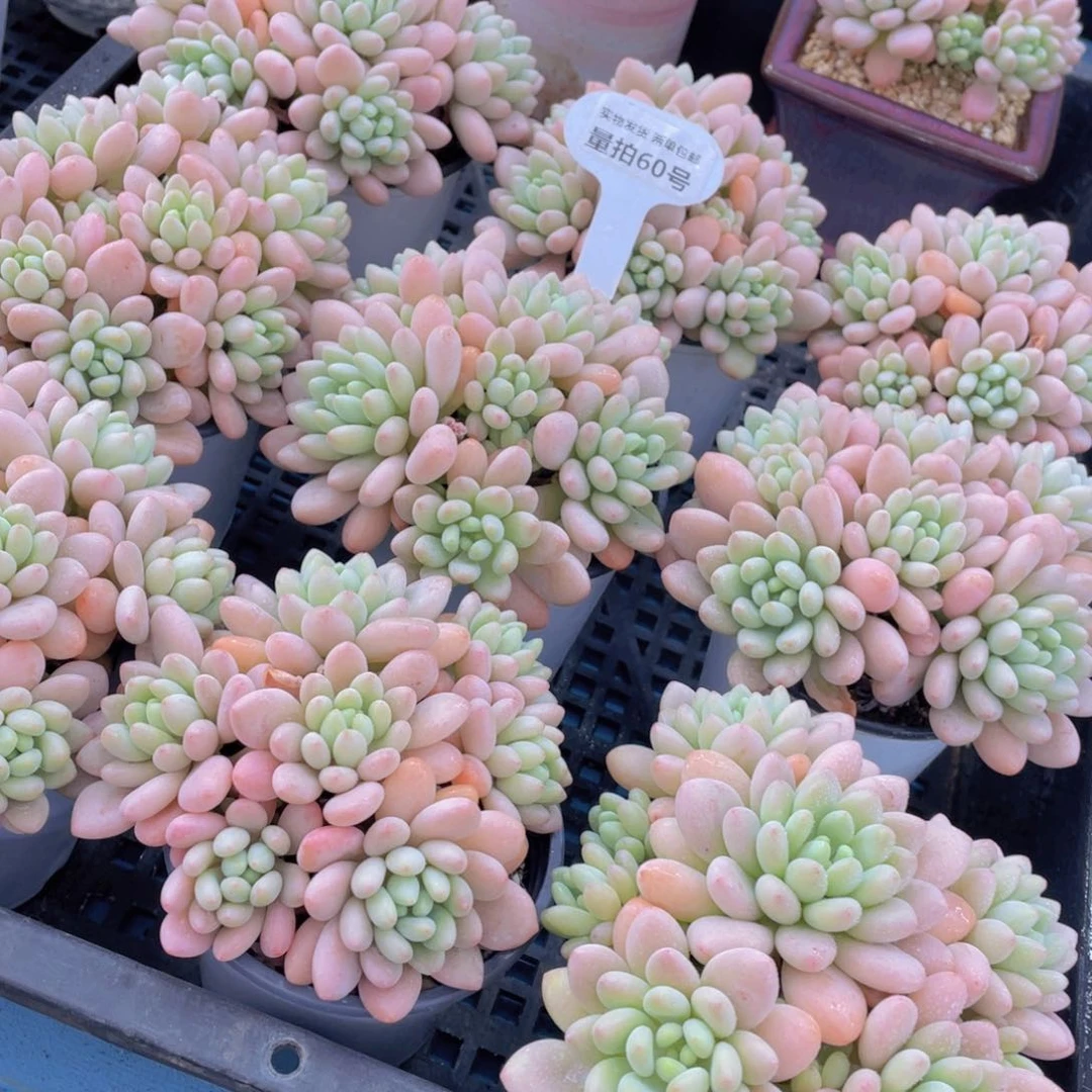 量拍50号 鱼子酱多头老桩大群生一个