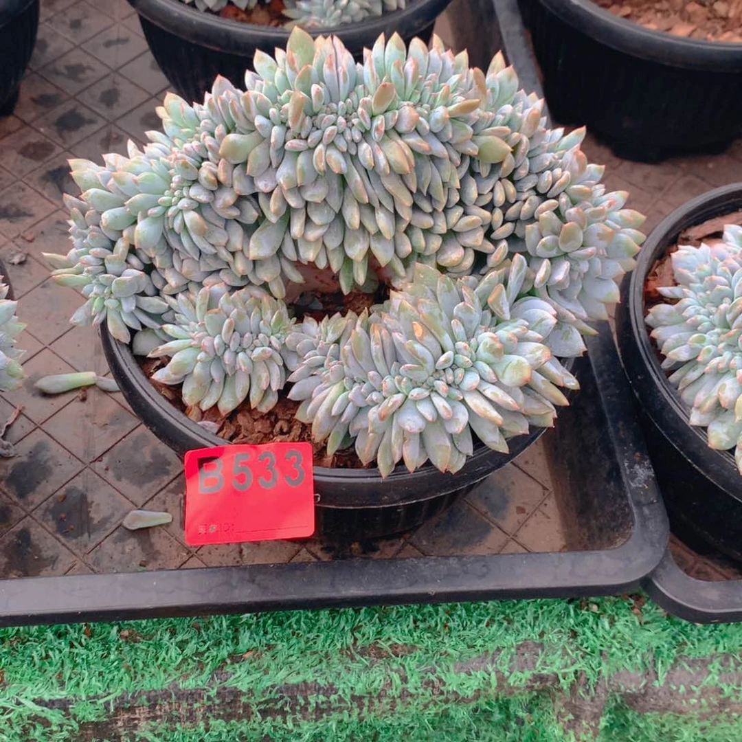 533橙子多肉植物组合