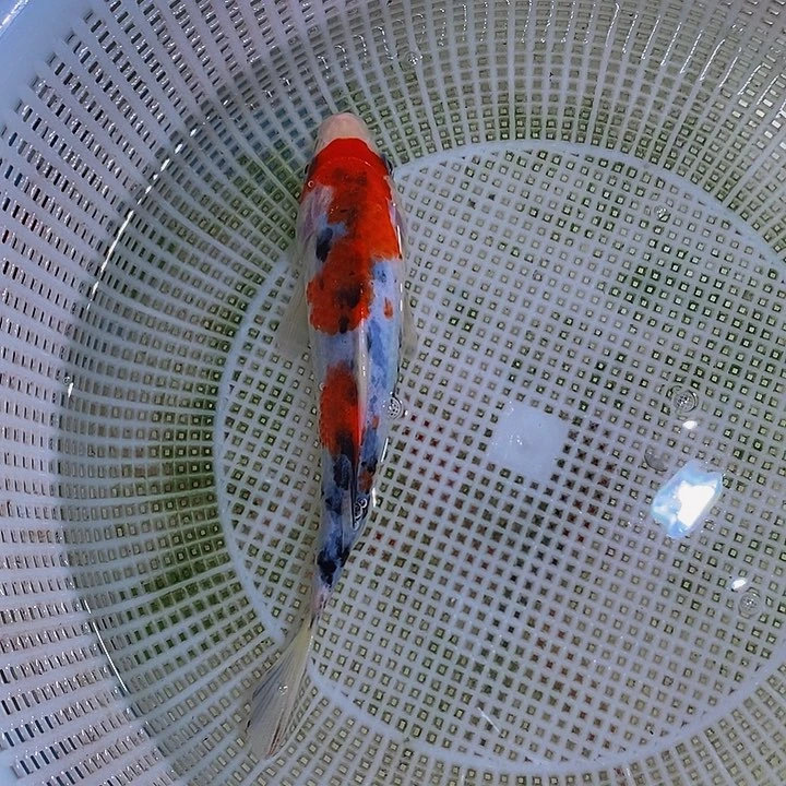 锦鲤锦鲤观赏鱼开箱包活