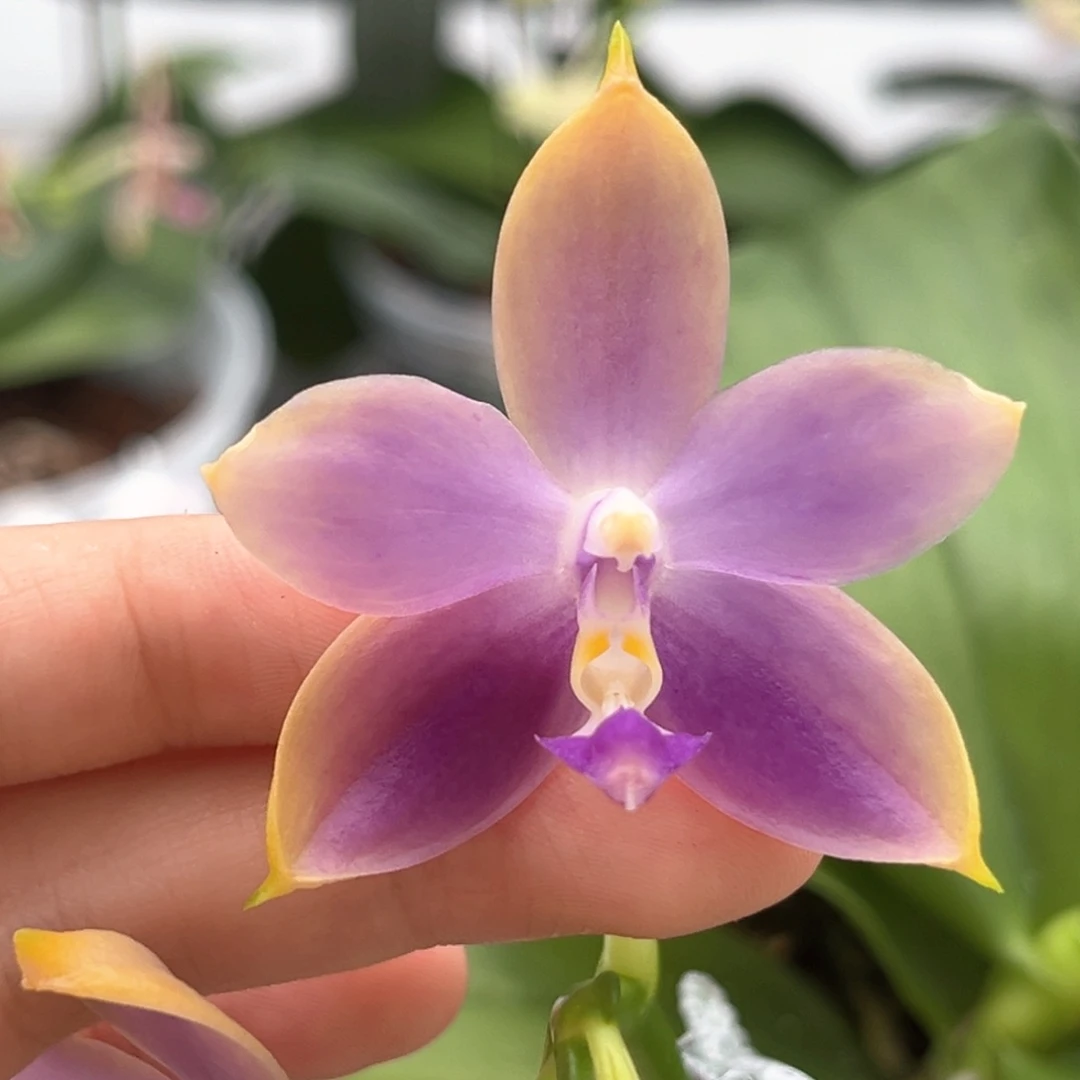 完全开放2.5寸yw16开花株