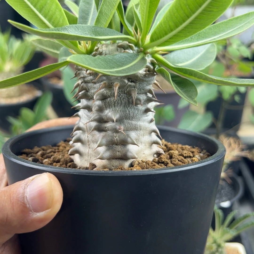 西巴女王一物一拍脱土发