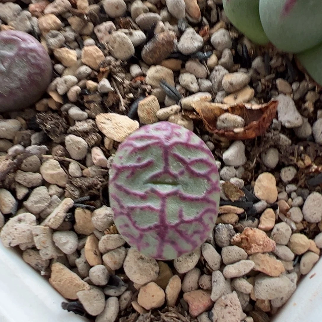 铅笔画杂多肉植物