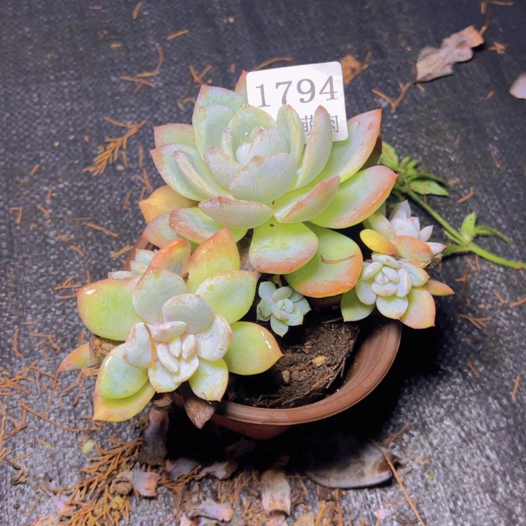 微***何小凤橙1794多肉植物