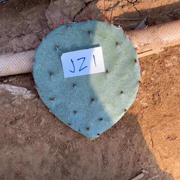 时***苒J21仙人掌叶片一个15