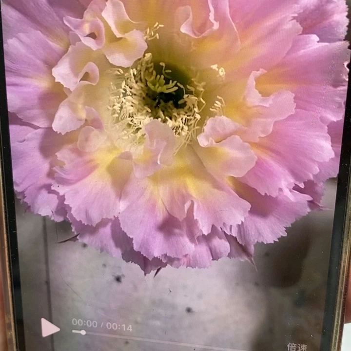 彩草妩媚侧芽4公分左右