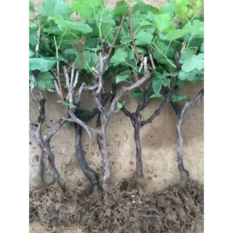 超甜耐寒蓝宝石葡萄树苗 澳洲黑手指 黑加仑果树苗蓝宝石葡萄苗