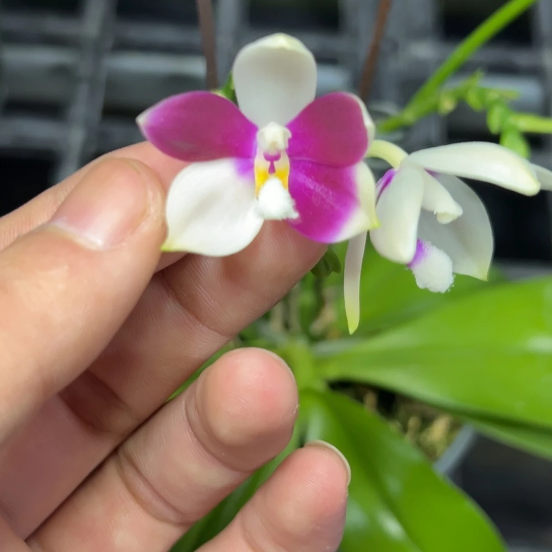 完全开放l314三寸ys1215