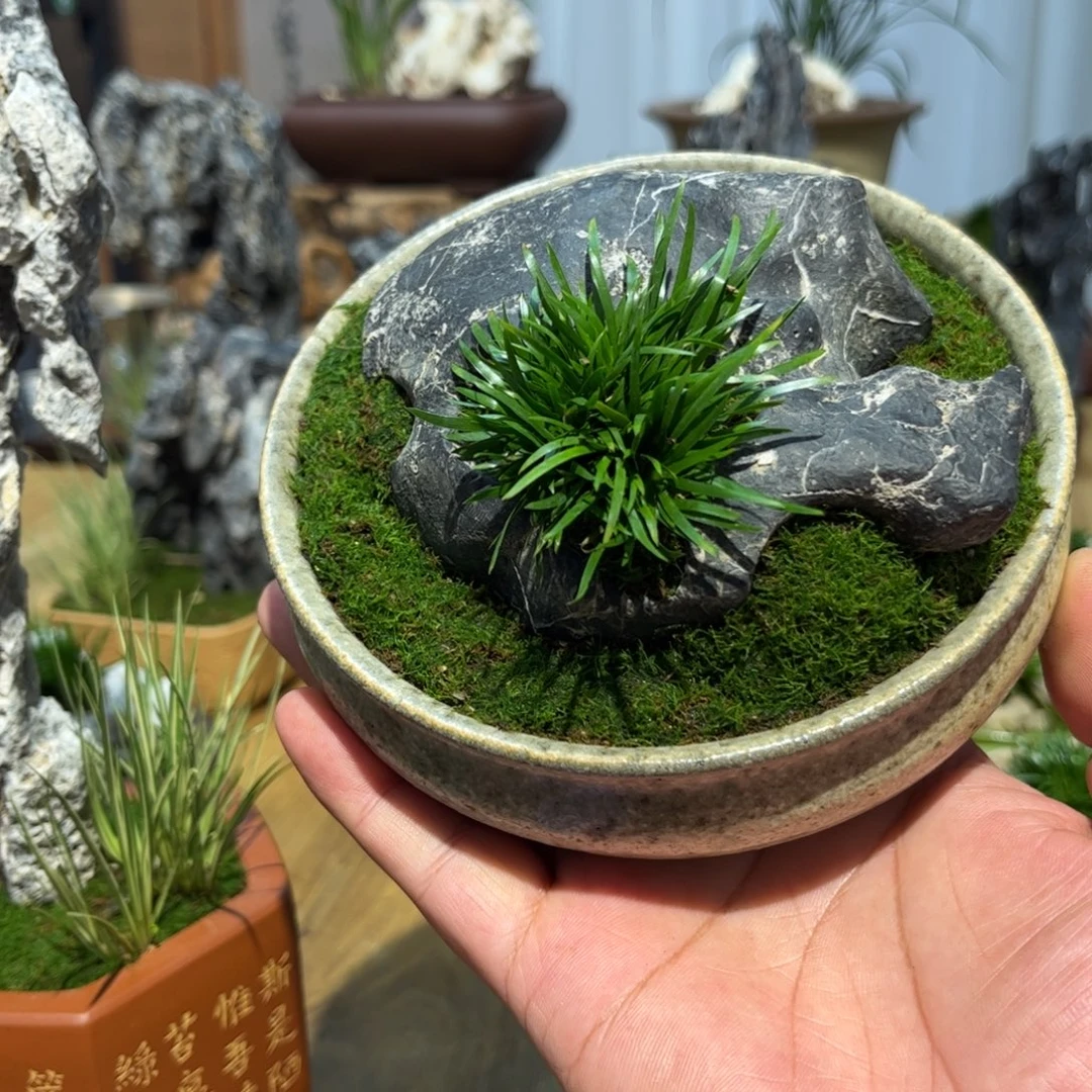 ****紫砂釉盆➕服饰菖蒲