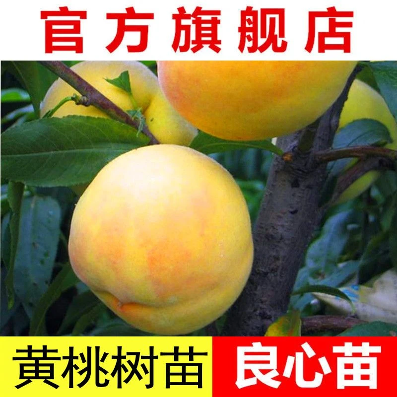 黄桃树苗嫁接果树苗桃子苗