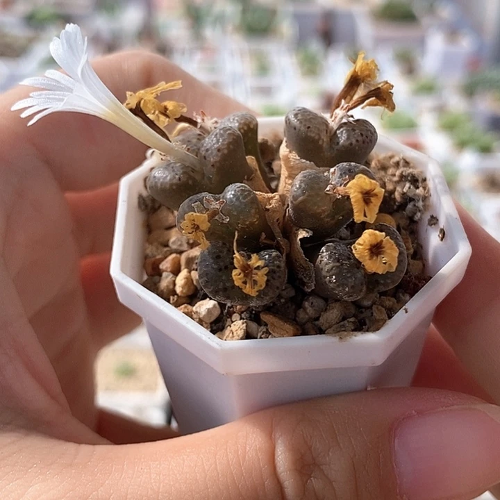 一物一拍8头泡泡勋章