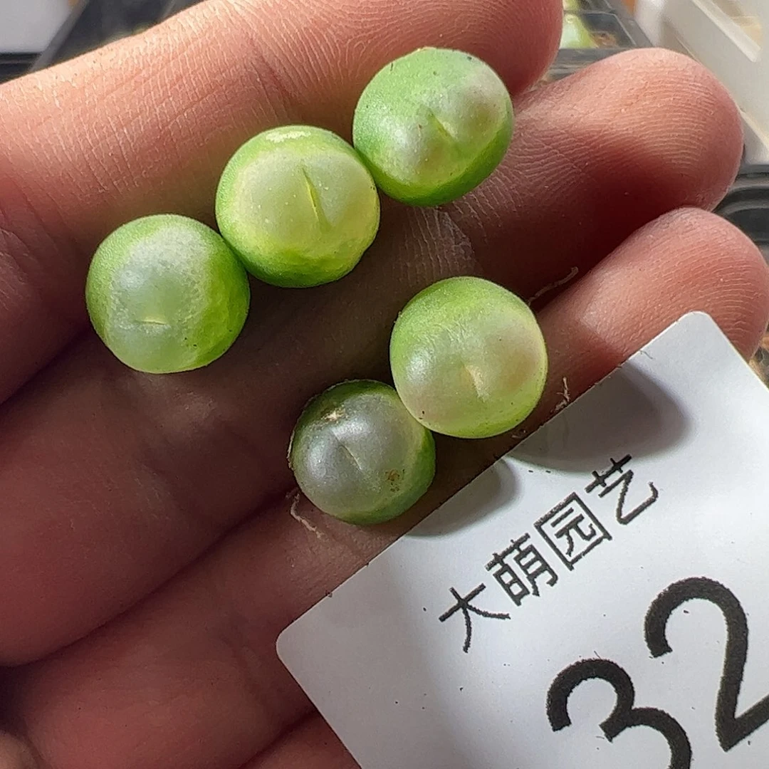 小***雅一物一拍。         有疤福利32