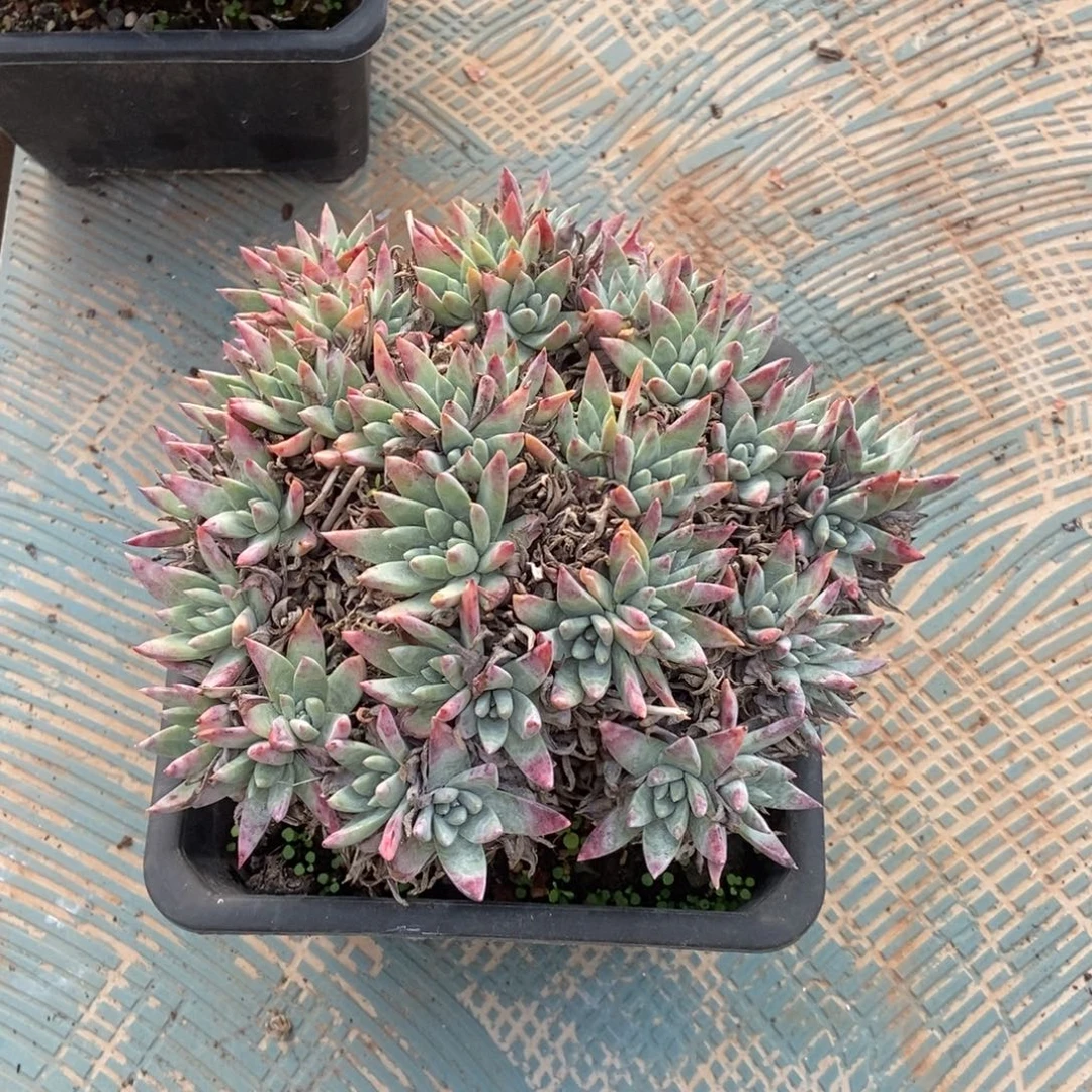 白雪缀多肉植物啦啦啦