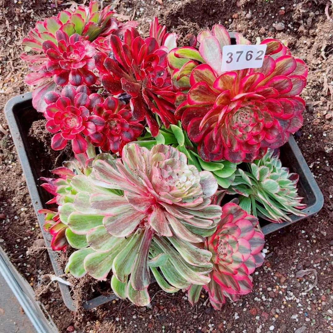 一筐多肉量拍不售后