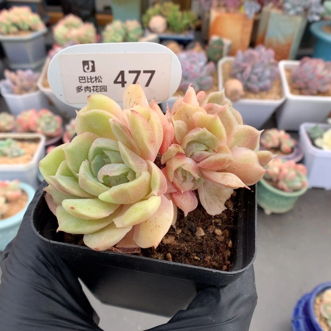 477 昂斯诺石化多肉
