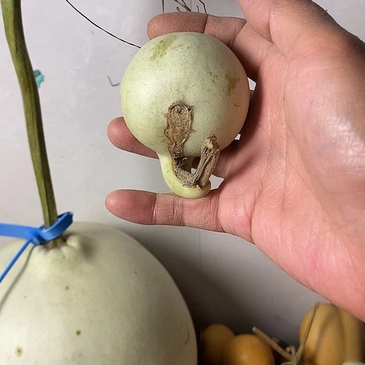 *****青皮葫芦手把件葫芦