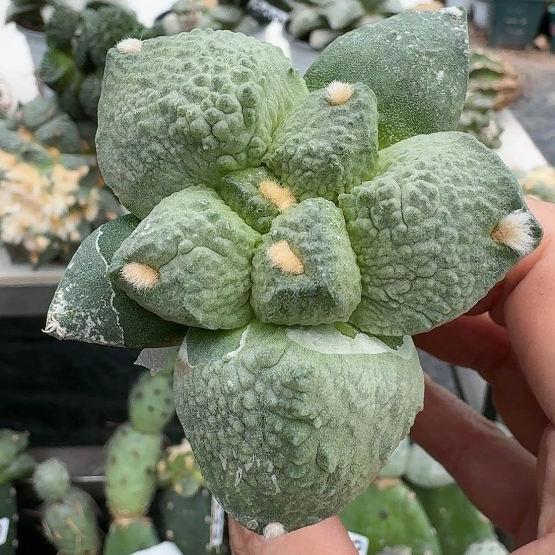 【闪购商品】无花朵大尤哥怒867