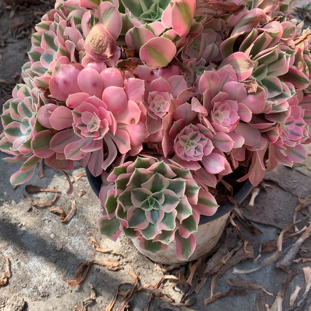 花样年华高锦多肉植物