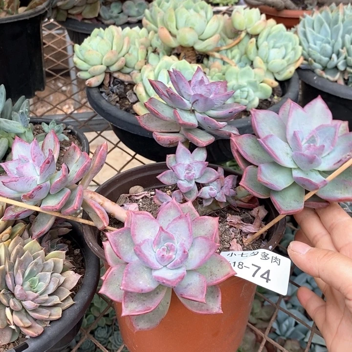 小七夕多肉冰月74