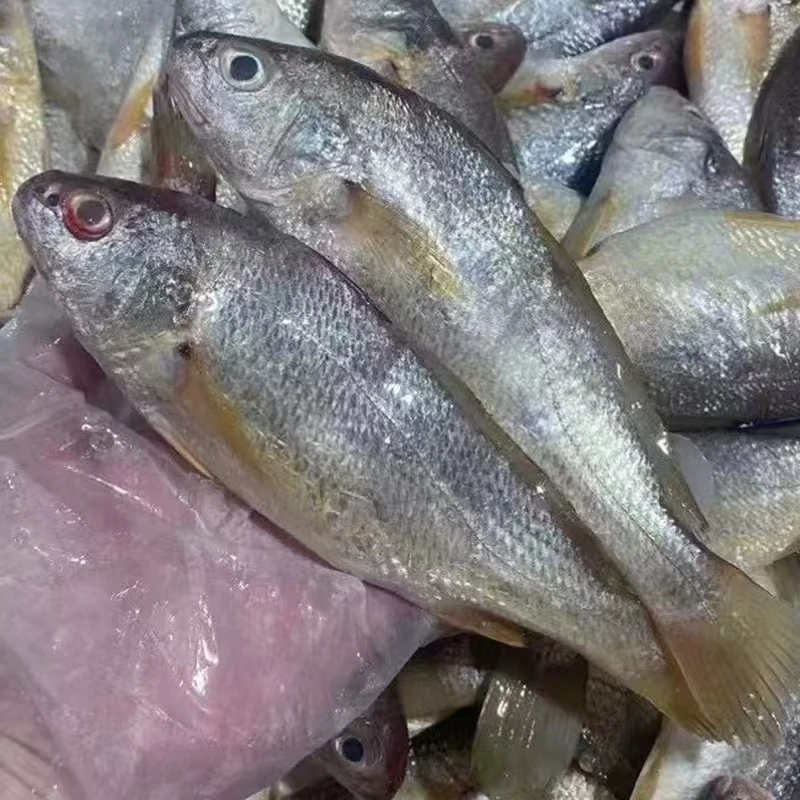 【4斤白果子】东海野生海捕