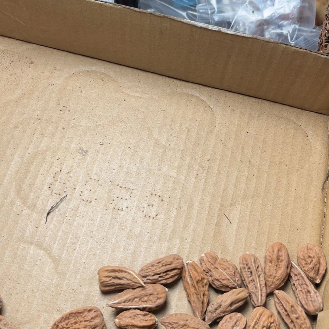 手串文玩核桃瑕疵28
