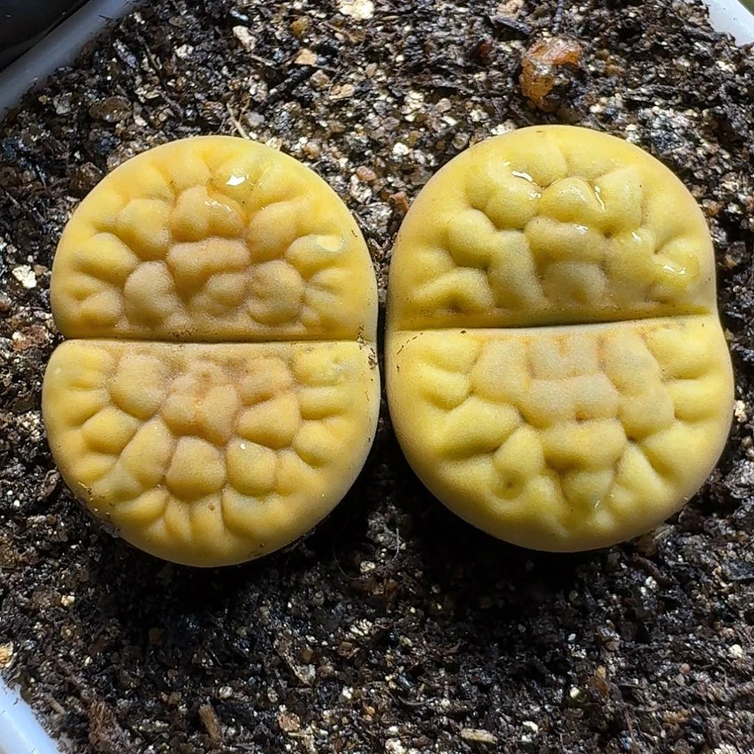 生石花1111111。 76