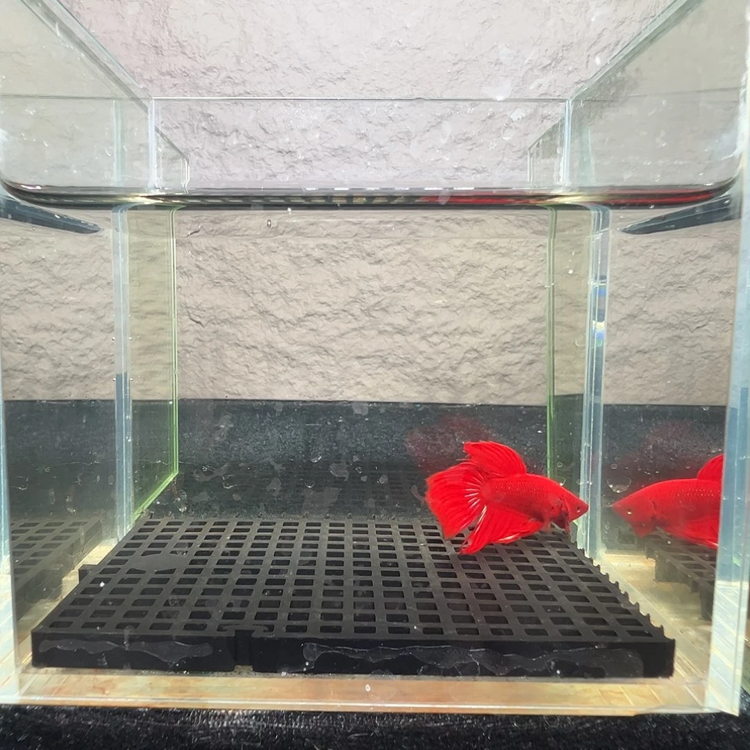 斗鱼阿浩泰斗22日42