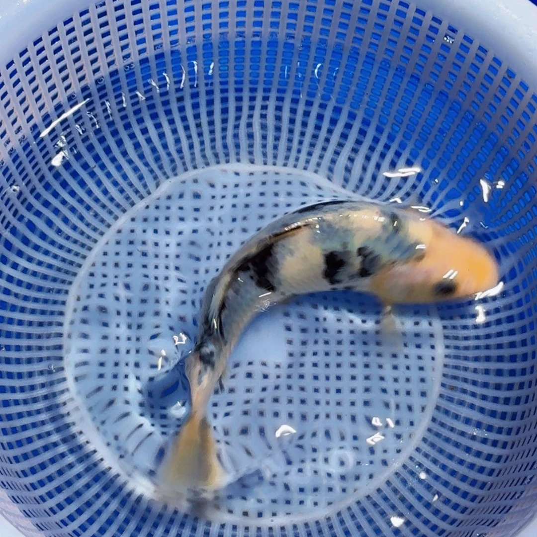 锦鲤精品甄选血统锦鲤