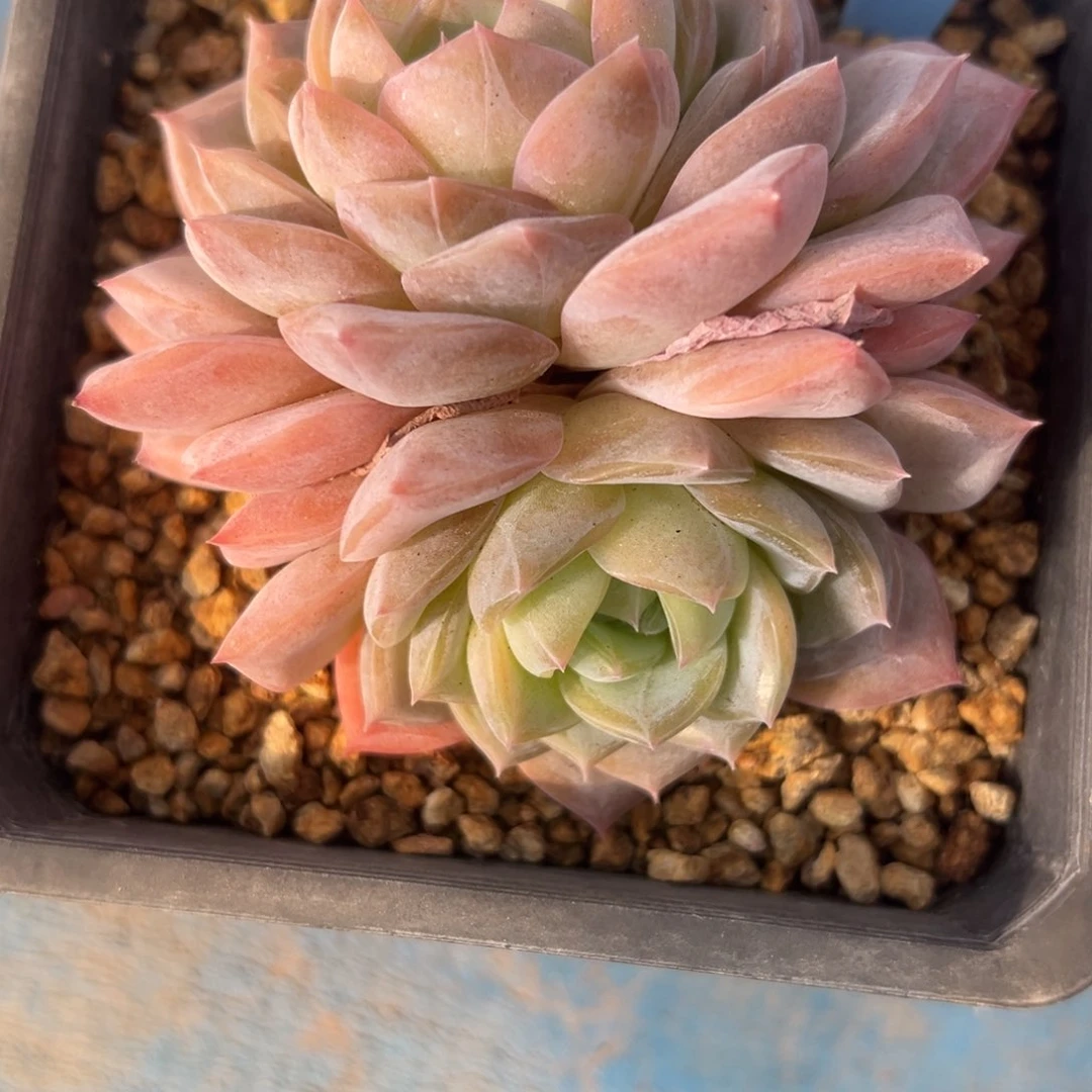 卿350125-34冰魄sp