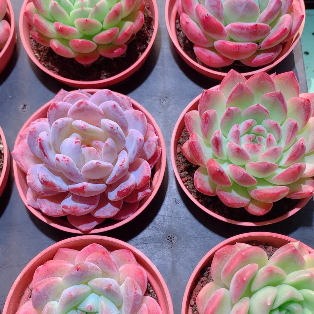 20-量拍品质保证多肉带盆9颗全单头