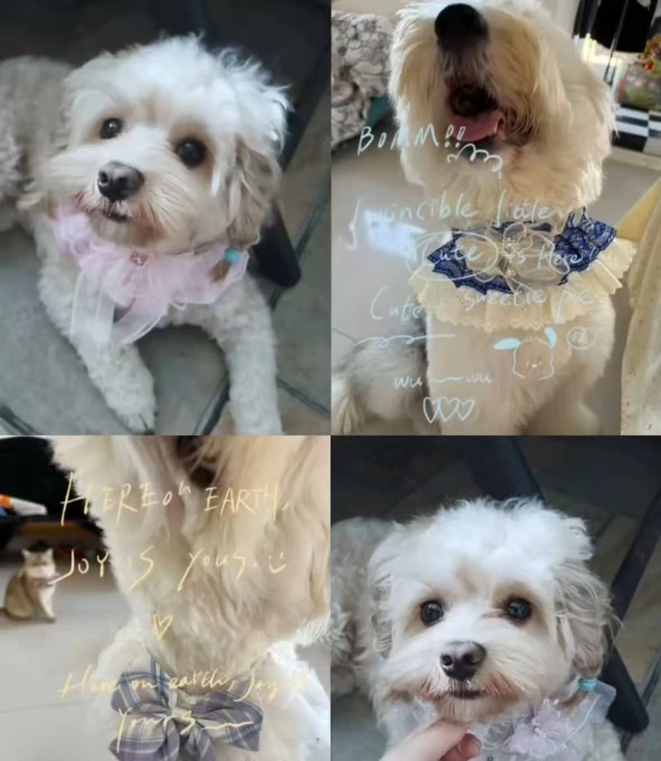 宠物口水巾001-100（直播拍）