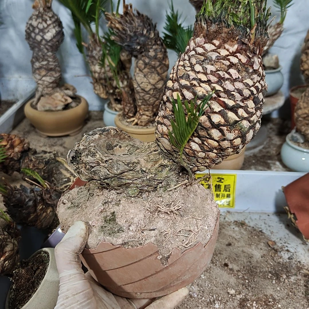 抱***芳无花朵白鳞铁盆景基地价